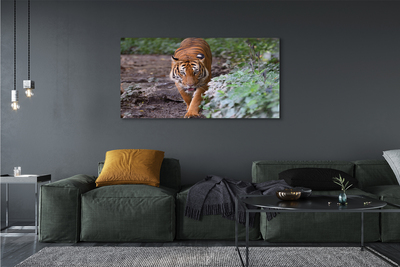 Canvas képek tiger woods