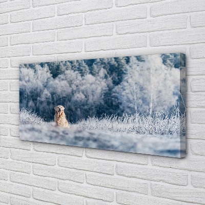 Canvas képek Winter mountain dog