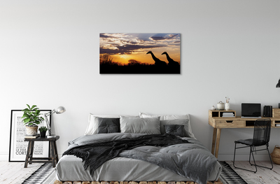 Canvas képek Zsiráfok fa felhők