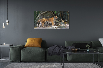 Canvas képek tigris dzsungel