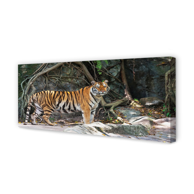 Canvas képek tigris dzsungel