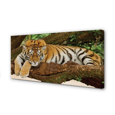 Canvas képek tigris fa