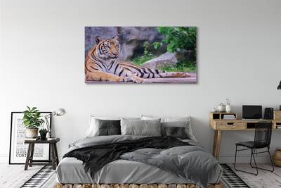 Canvas képek Tiger egy állatkertben