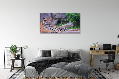 Canvas képek Tiger egy állatkertben