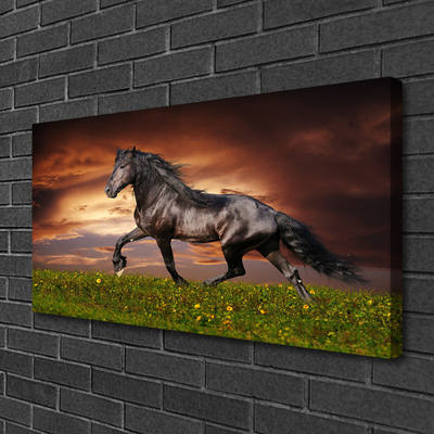 Vászonfotó Black Horse Meadow Állatok