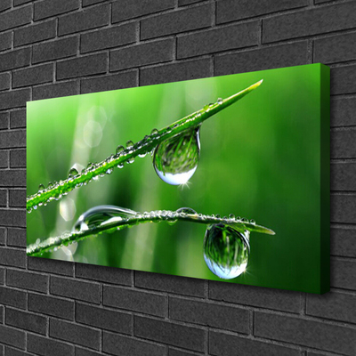 Canvas kép Grass Dew Drops