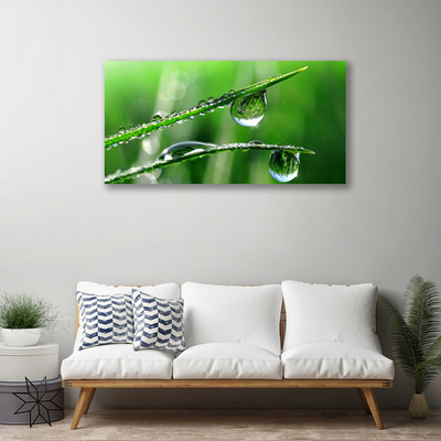 Canvas kép Grass Dew Drops