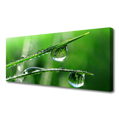 Canvas kép Grass Dew Drops