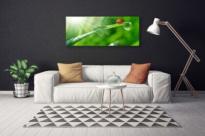 Vászonfotó Grass Nature katicabogár