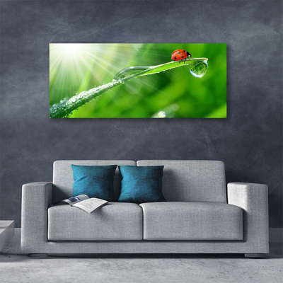 Vászonfotó Grass Nature katicabogár