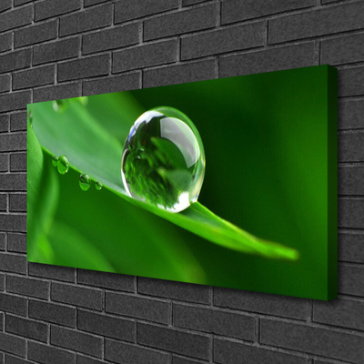 Vászonkép Plant Leaf Water Drops