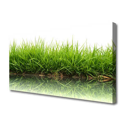Vászonkép falra Grass Nature Water Plant
