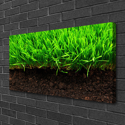 Canvas kép Grass Nature Plant