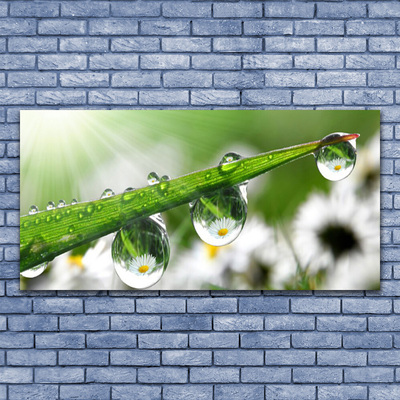 Vászonkép Grass Nature Dew Drops