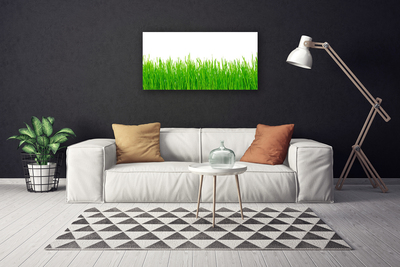 Canvas kép Grass Nature Plant