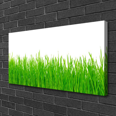 Canvas kép Grass Nature Plant