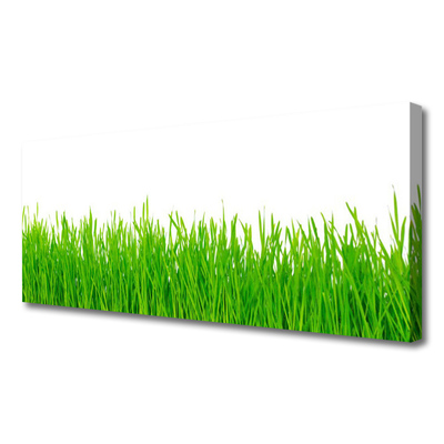 Canvas kép Grass Nature Plant