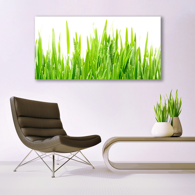 Vászonkép Grass Nature Plant