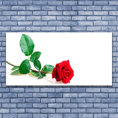 Vászonkép nyomtatás Rózsa Virág növény természet