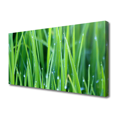 Canvas kép Grass Nature Plant Csepp