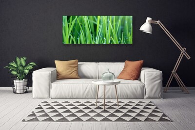 Canvas kép Grass Nature Plant Csepp