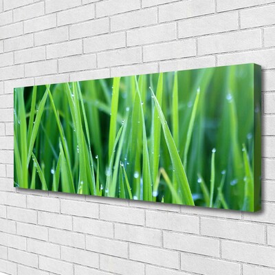 Canvas kép Grass Nature Plant Csepp