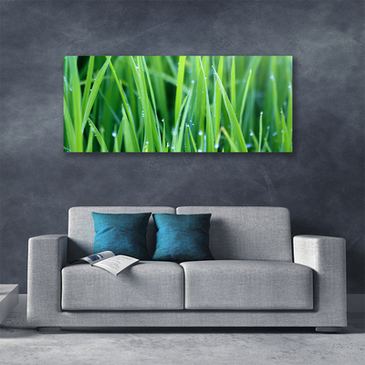 Canvas kép Grass Nature Plant Csepp