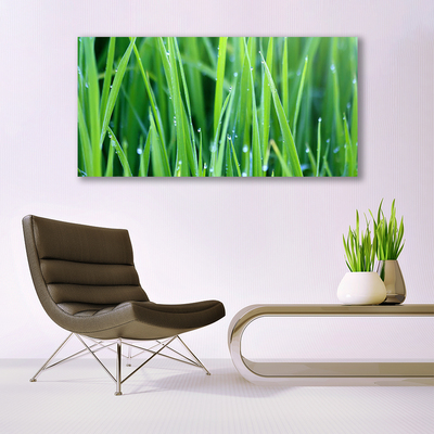 Canvas kép Grass Nature Plant Csepp