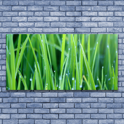 Canvas kép Grass Nature Plant Csepp