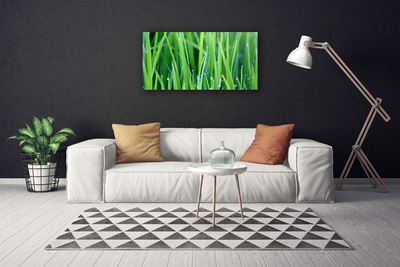 Canvas kép Grass Nature Plant Csepp