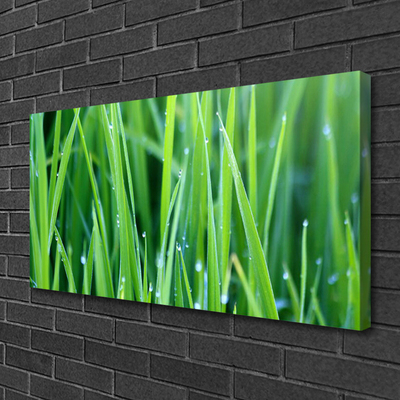 Canvas kép Grass Nature Plant Csepp