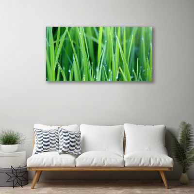 Canvas kép Grass Nature Plant Csepp