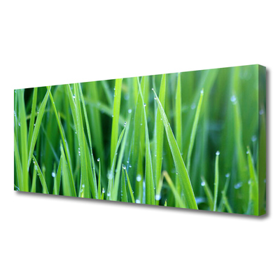 Canvas kép Grass Nature Plant Csepp