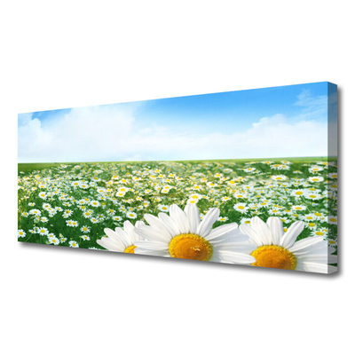 Vászonfotó Daisy mezei virágok Field
