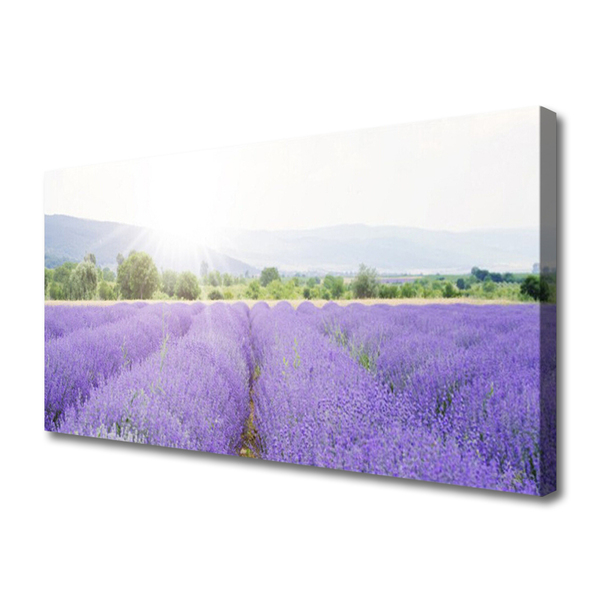 Vászonkép Lavender Field Mező Természet