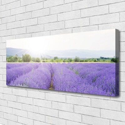 Vászonkép Lavender Field Mező Természet