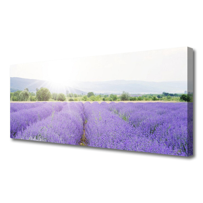 Vászonkép Lavender Field Mező Természet