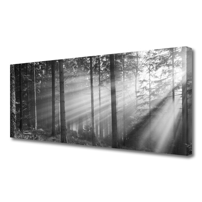Vászonkép Nature Forest Sun Rays