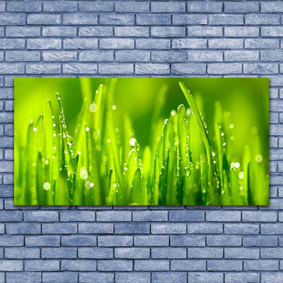 Vászonkép falra Green Grass Dew Drops