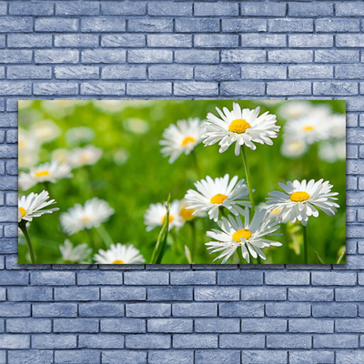 Vászonkép falra Daisy Flower Plant