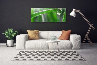 Canvas kép Dew Drop levél fű