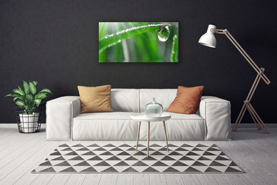 Canvas kép Dew Drop levél fű