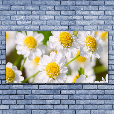 Vászonkép falra Daisy Flowers Nature