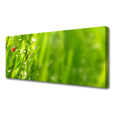 Vászonkép falra Grass Nature katicabogár