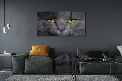 Üvegképek Fekete macska