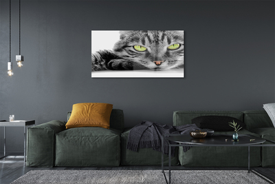 Üvegképek Szürke-fekete macska