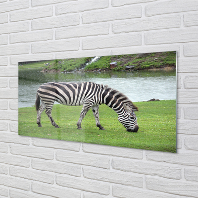 Üvegképek zebra