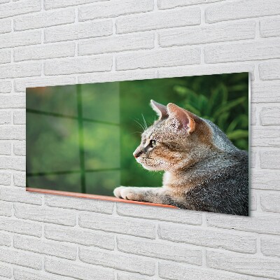 Üvegképek látszó macska