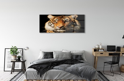 Üvegképek Tigris