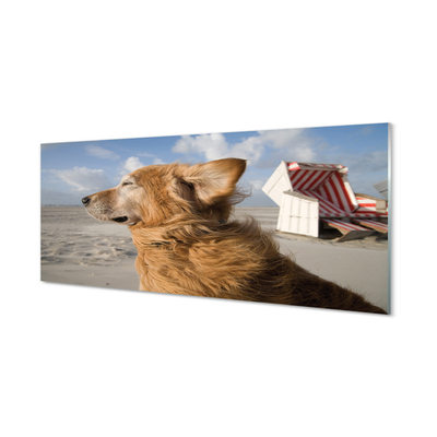 Üvegképek Barna kutya strand
